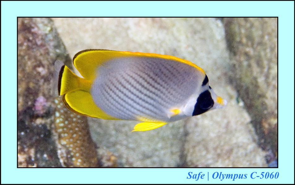 2006 - 07 - Kapas - Plongee N1 - 11